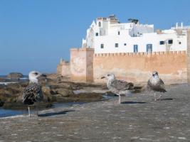 Morocco_Essaouira3401