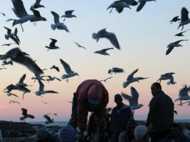 Morocco_Essaouira3550