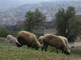 Morocco_Fes2696