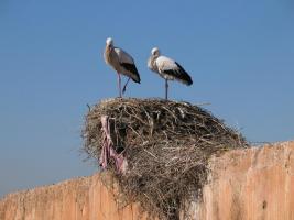 Morocco_Marrakech3370