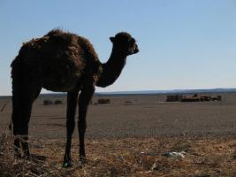 Morocco_Merzouga2851