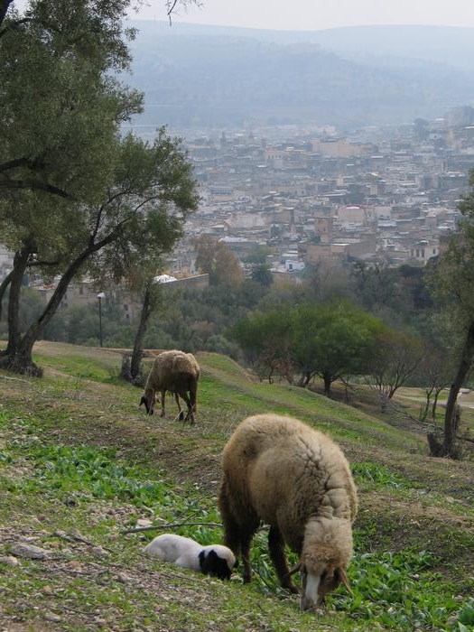 Morocco_Fes2697