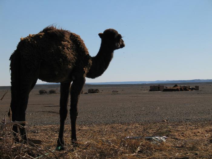 Morocco_Merzouga2851